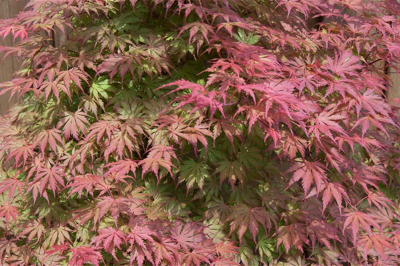 Acer Palmatum Ariadne Japanese Maple 