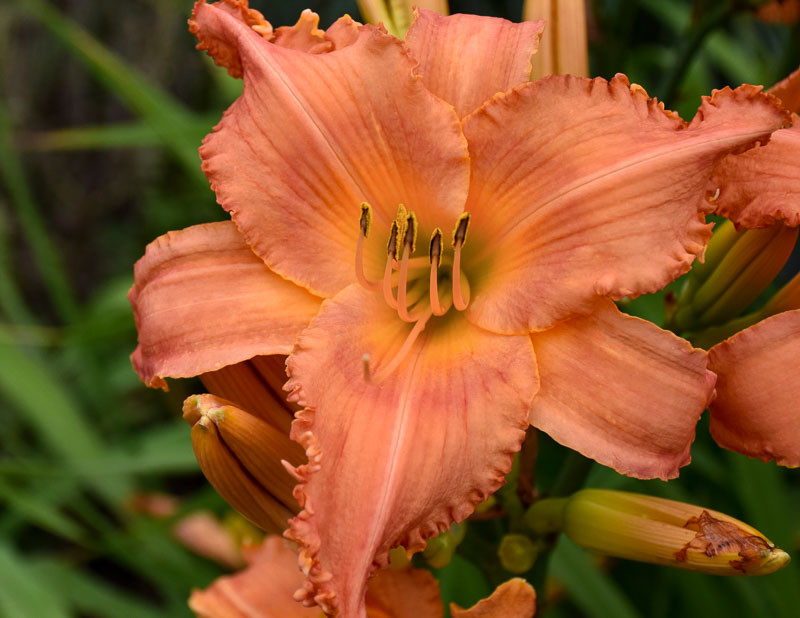 Hemerocallis 'New Tangerine Twist' (Daylily)