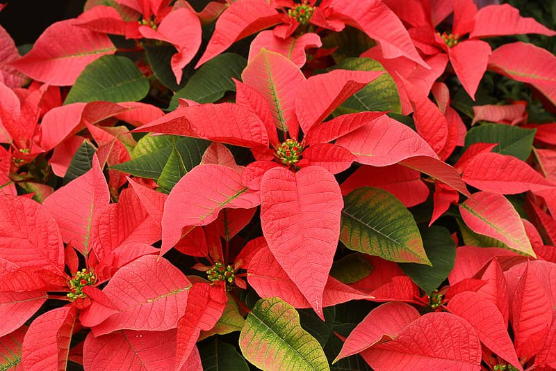 Euphorbia pulcherrima (Poinsettia)