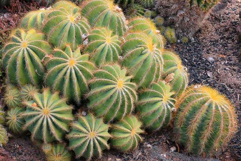 Parodia magnifica (Balloon Cactus)