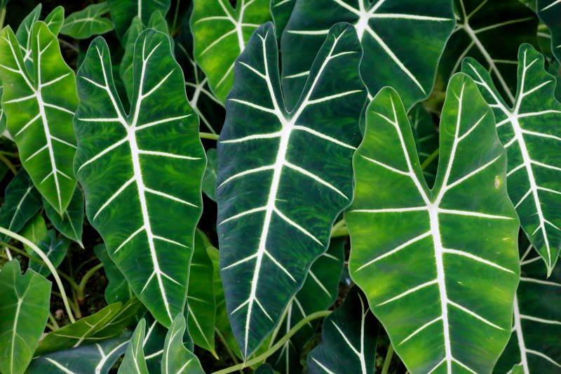 Alocasia x amazonica (Amazonian Elephant Ear)