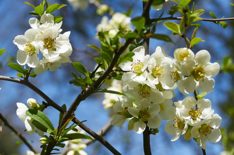 Chaenomeles speciosa 'Nivalis' (Japanese Quince)