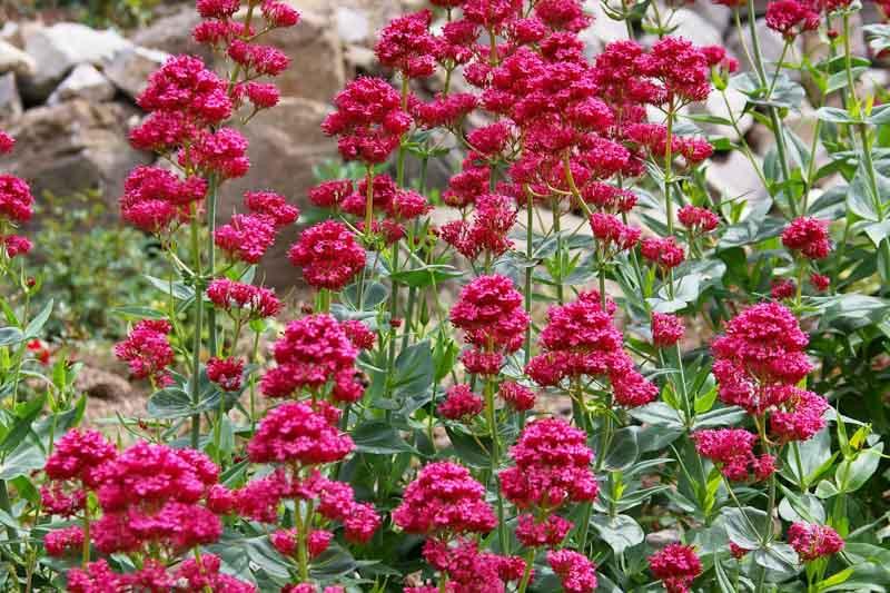 Centranthus Ruber Red Valerian