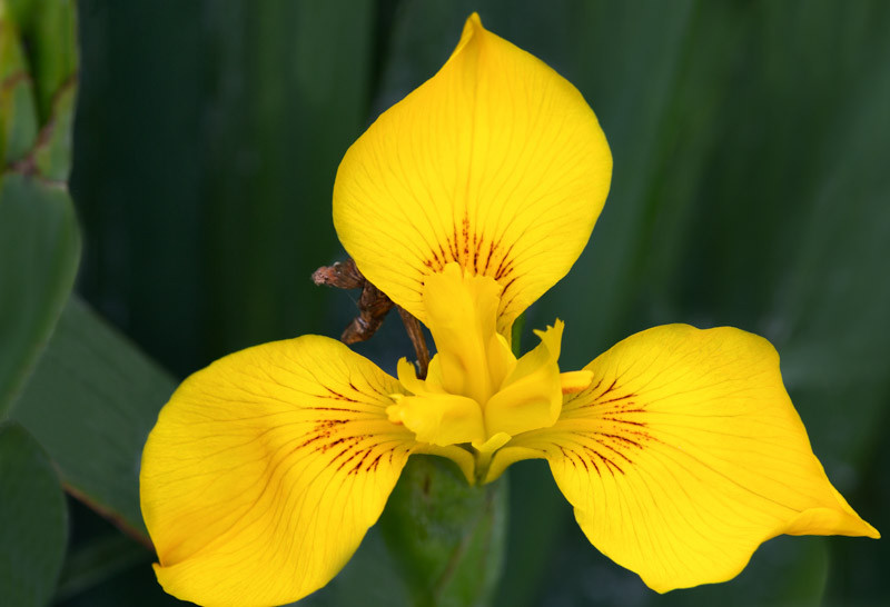 Iris Pseudacorus Yellow Iris