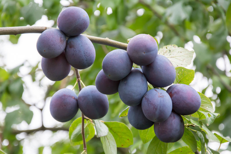 Prunus Domestica Mount Royal European Plum