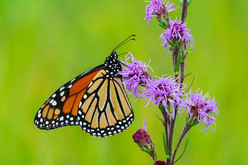 Liatris ligulistylis (Rocky Mountain Blazing Star)