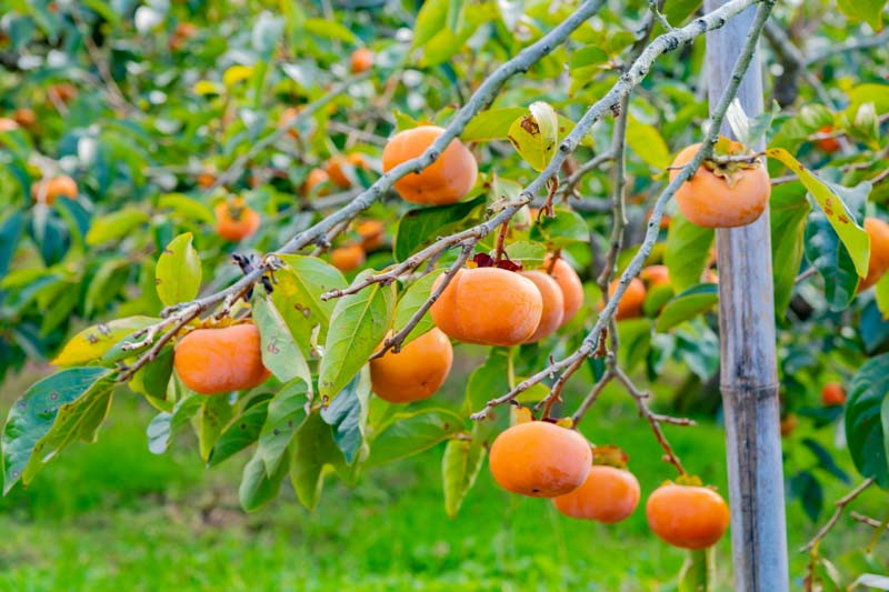 Diospyros Kaki 'Jiro' (Japanese Persimmon)