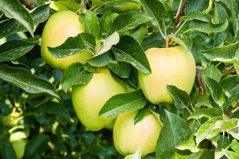 Malus Domestica Golden Delicious Semi Dwarf Apple