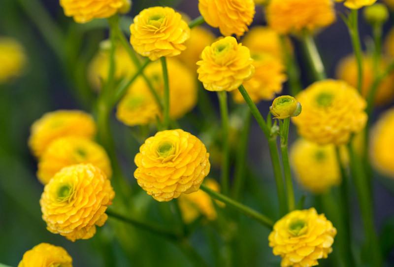 Perennial double meadow buttercup