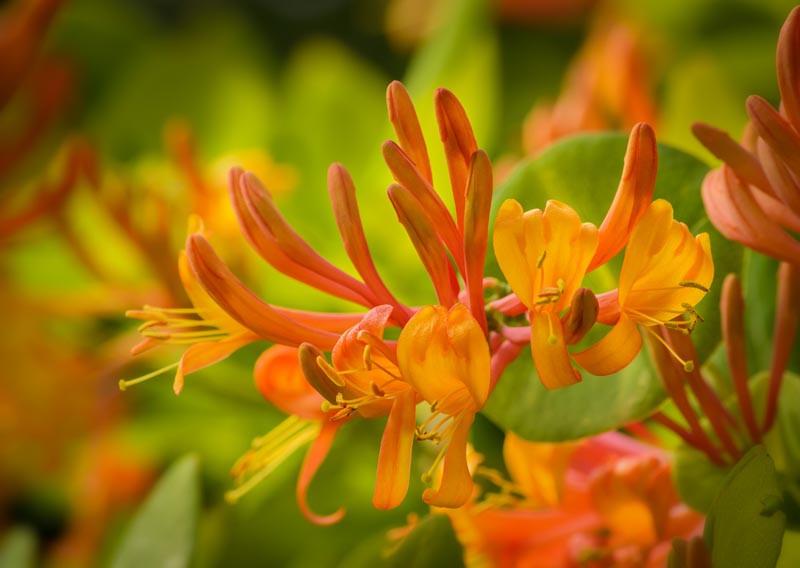 Mandarin Flower Images Stock Photos Vectors Shutterstock