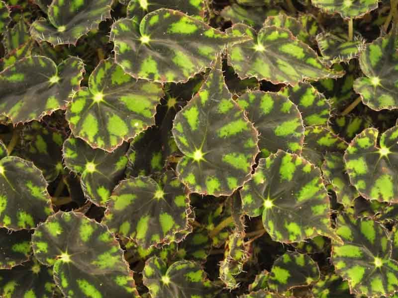 Begonia 'Tiger Paws' (Eyelash Begonia)