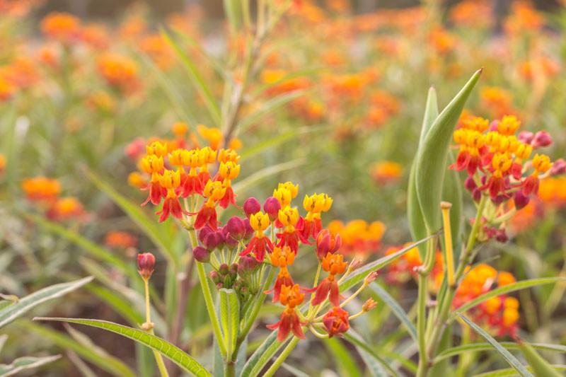 Asclepias Curassavica Tropical Milkweed