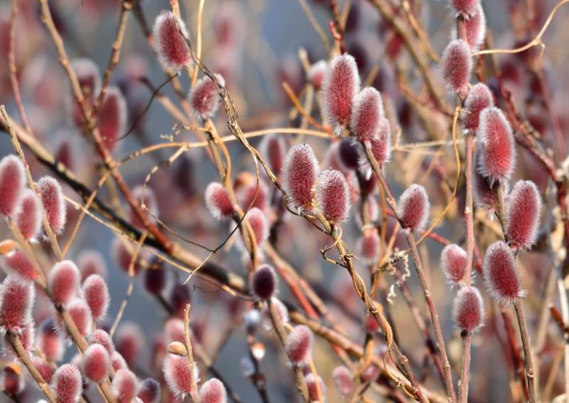 Salix Gracilistyla Mount Aso Japanese Pink Pussy Willow