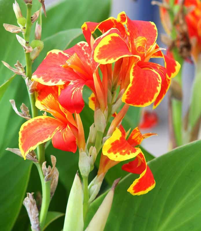 Canna Lucifer Canna Lily