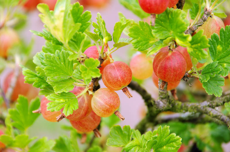 Ribes uva-crispa 'Pixwell' (Gooseberry)