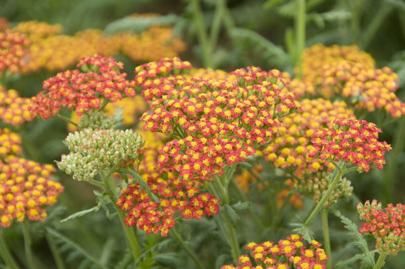 Achillea 'Walther Funcke' (Yarrow)