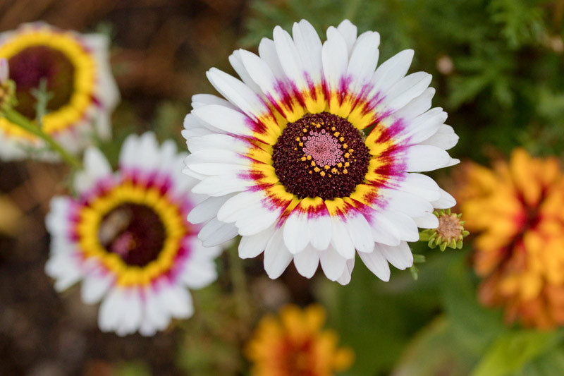 Chrysanthemum carinatum (Painted Daisy)