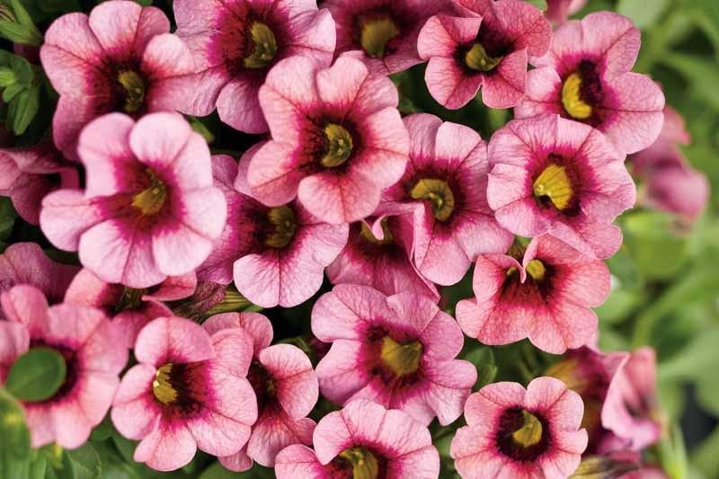 Calibrachoa Superbells Strawberry Punch