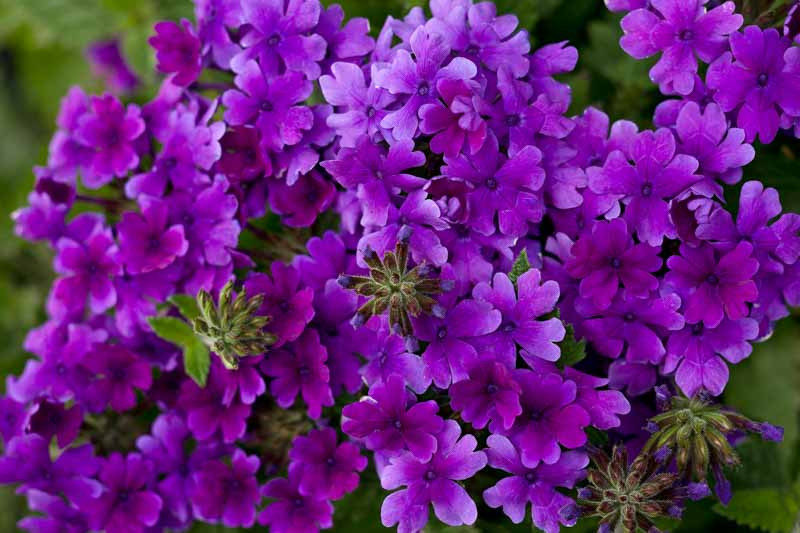 Verbena 'Superbena Dark Blue'