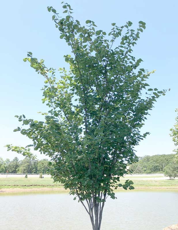 Cercis canadensis Summer’s Tower (Eastern Redbud)