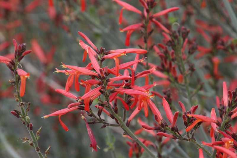 Justicia Californica (Chuparosa)