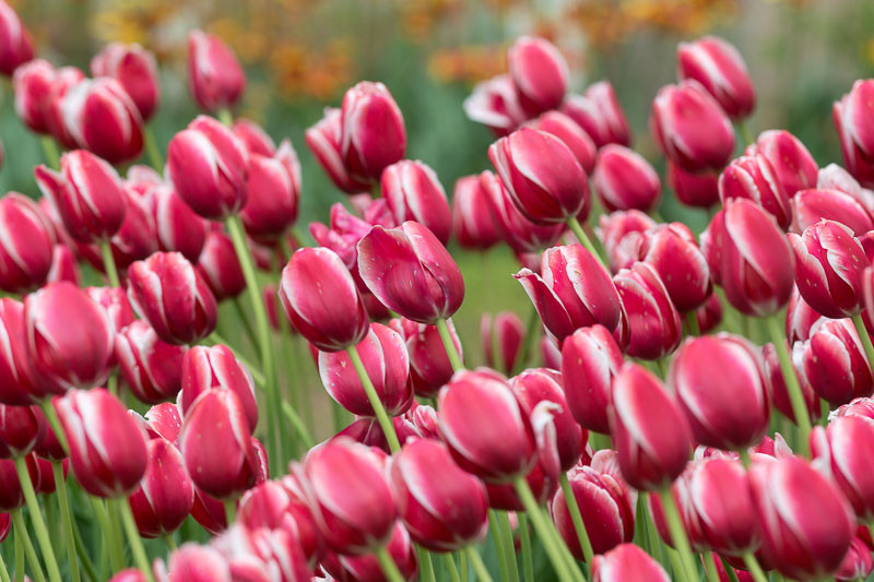 Tulipa 'Toyota' (Single Late Tulip)