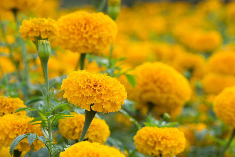 Tagetes erecta (African Marigold)