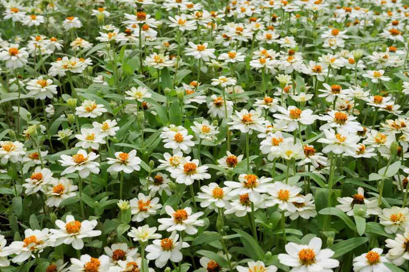 Zinnia Angustifolia 'Star White'