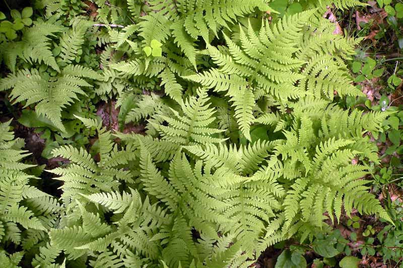 Phegopteris hexagonoptera (Broad Beech Fern)