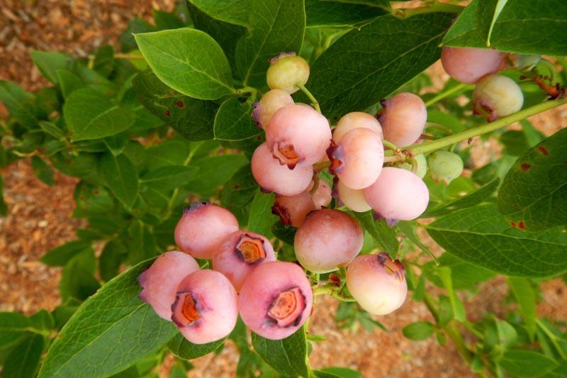 Vaccinium Corymbosum Pink Popcorn Highbush Blueberry