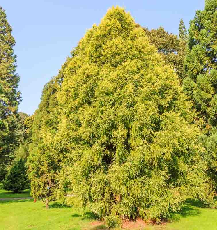 Cryptomeria Japonica Sekkan Sugi Japanese Cedar 9457