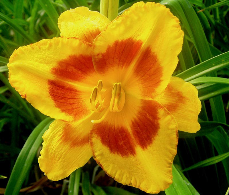 Hemerocallis 'Blackberry Sherbert' (Reblooming Daylilies)