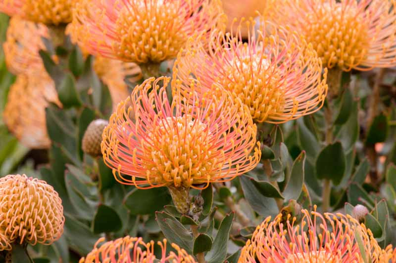 Leucospermum cordifolium ‘Flame Giant’ (Nodding Pincushion)