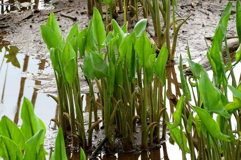 Peltandra Virginica Green Arrow Arum