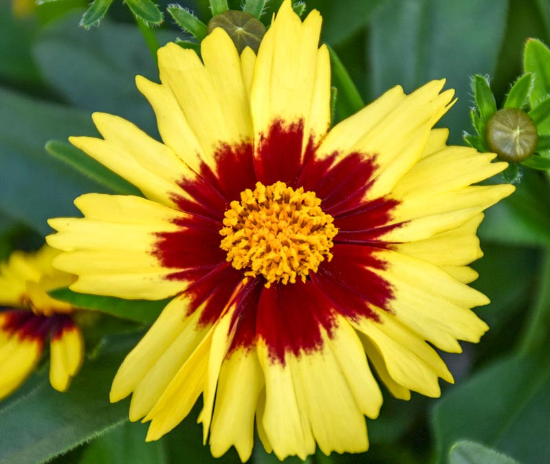 Coreopsis UPTICK™ Yellow and Red (Tickseed)