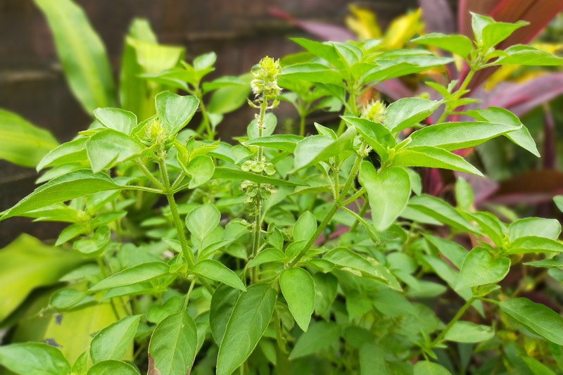 Ocimum basilicum 'Lime' (Lime Basil)