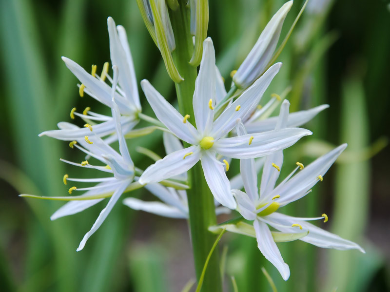 camassia-scilloides-wild-hyacinth