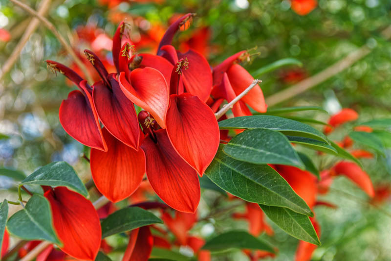 Erythrina crista-galli (Common Coral Tree)