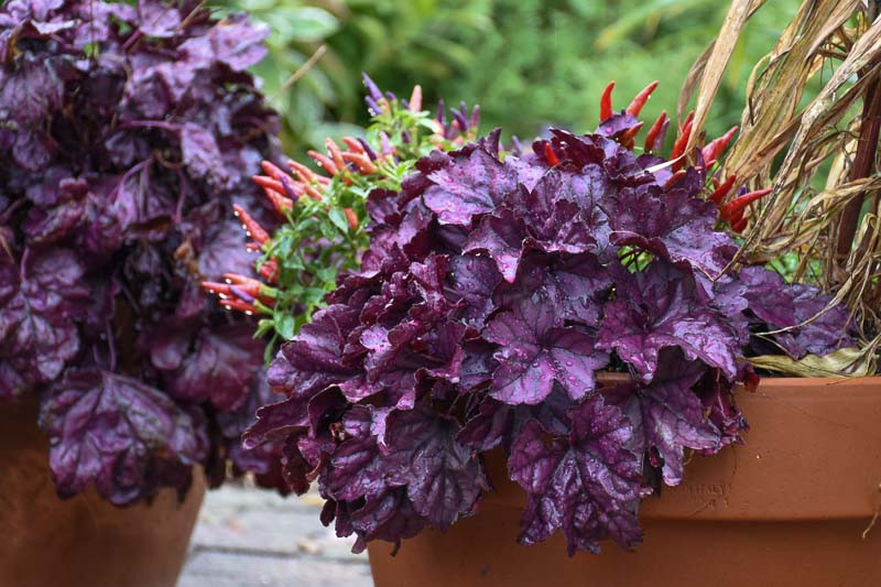 Heuchera 'Wildberry' (Coral Bells)