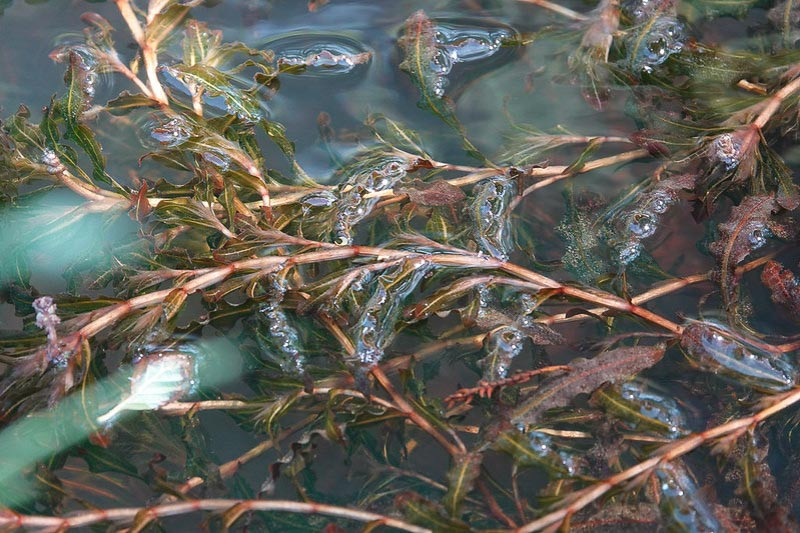 Potamogeton crispus (Curly Pondweed)