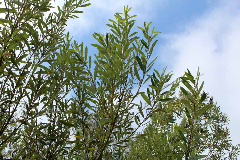 Salix lasiolepis (Arroyo Willow)