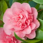 Which Camellia is Right for my Garden