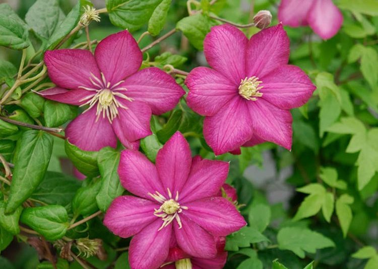 Clematis 'Ville de Lyon' (Late Large-Flowered Clematis)