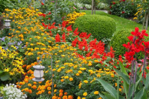 Salvia splendens (Scarlet Sage)