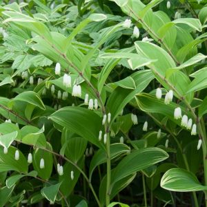 what to plant with hosta