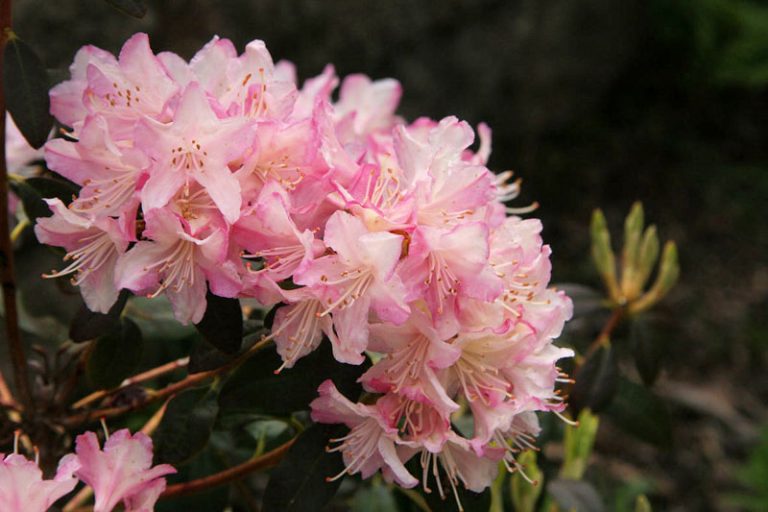 Rhododendron 'Ginny Gee'