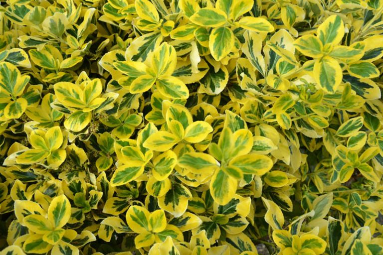 Euonymus fortunei 'Emerald 'n' Gold' (Wintercreeper)