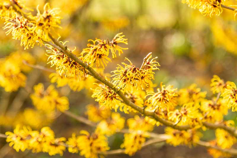 Witch Hazel Magic Healing Powers Captivating Blooms