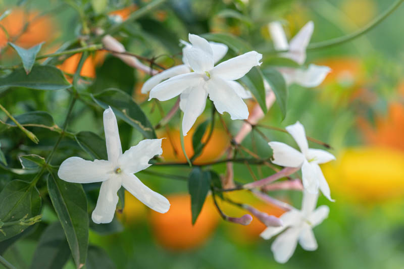 Jasminum officinale (Common Jasmine)