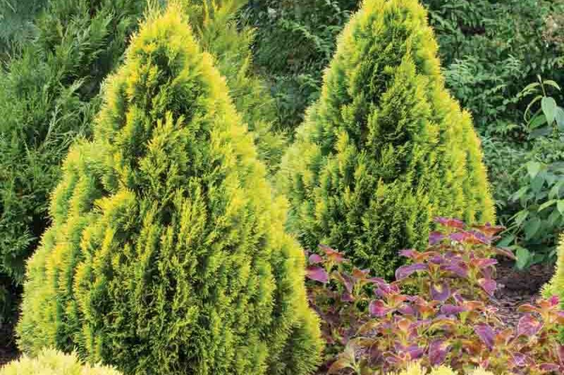 Thuja occidentalis 'Filips Magic Moment' (American Arborvitae)